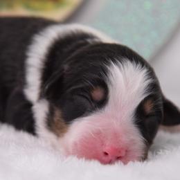 Girl 1 - female Australian Shepherd puppy in Clinton, Missouri from RockyTop Hearts