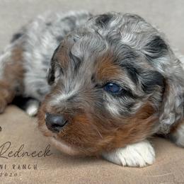 Aussiedoodle and Sarplaninac Puppies from Pesky Redneck Mini Ranch