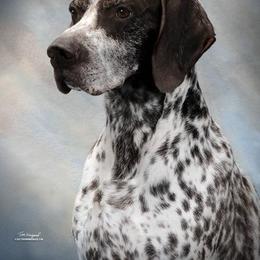 German Shorthaired Pointers from Summertime GSP's