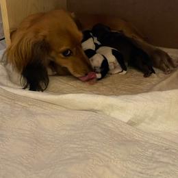 Dachshund Puppies from KS FUREVER MINI DOXIES