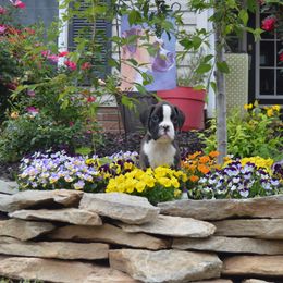 Boxer Puppies from Euro Boxx Boxers