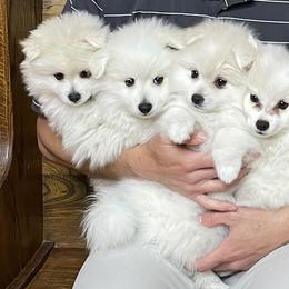 American Eskimo Dog Puppies from Firefly American Eskimo Dogs