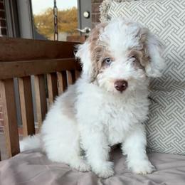 Zazu - Red merle male Aussiedoodle puppy in Rainbow City, Alabama from Creek Bend Farm
