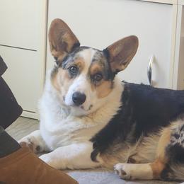 Cardigan Welsh Corgis and Poodles from Short Legs & Curly Wags LLC