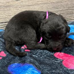Hami dark pink - Black female German Shepherd puppy in Herrick, South Dakota from Dakota Shepherds Kennels