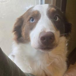 Lucy - Australian Shepherd