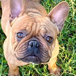 Jessie - Fawn and white female French Bulldog puppy in Clinton, Tennessee from Summer Rose