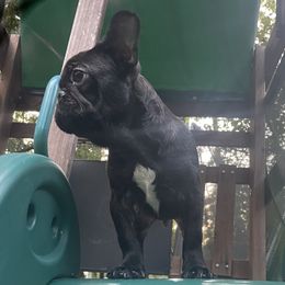 Yin - Black and white male French Bulldog puppy in Jonesboro, Georgia from 24kt Frenchies
