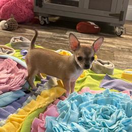 Lyla price: 6,000 - Fawn female Chihuahua puppy in Summerfield, Florida from Uey’s Chihuahuas