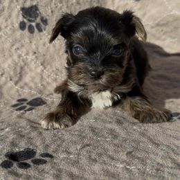 Brown collar Boy 4 - Black and tan male Yorkshire Terrier puppy in Houston, Texas from Little things