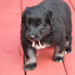 Shiloh Shepherd Puppies from Brick Chapel Shilohs
