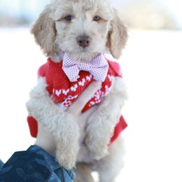 Goldendoodle Puppies from Derby Doodles