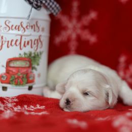 Miranda - Cream female Shichon puppy in House Springs, Missouri from Teddy Bear Cuddles