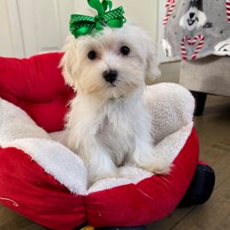 Girl ( blue ) AKC - White female Maltese puppy in Massachusetts from Happy Tail Yorkies and Maltese
