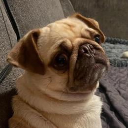 Mo Mo - Pug
