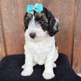 Angel - Black tri-color female Aussiedoodle puppy in Eastland, Texas from H5 Mini Doodles