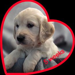 Red girl - Light golden female Golden Retriever puppy in Albuquerque, New Mexico from Teeter's Desert  Goddess Goldens