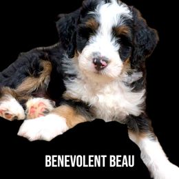 Benevolent Beau - Tri-color male Bernedoodle puppy in Summerfield, North Carolina from Paws 4 Doodles, LLC