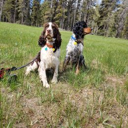 Hazel - English Springer Spaniel