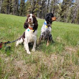 Hazel - English Springer Spaniel