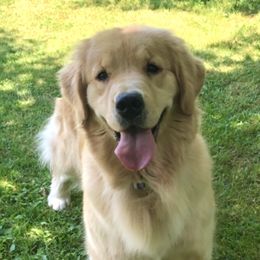 Roo - Golden Retriever