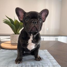 Babygirl - Liver female French Bulldog puppy in Smithfield, North Carolina from Roughneck Frenchies