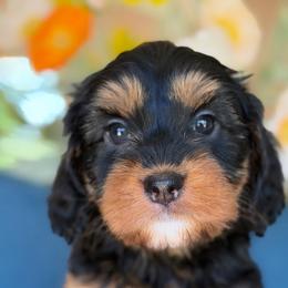 Lamb chop - female Bernedoodle puppy in Yuciapa, California from AlltheDoodlez_