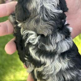 Red collar - Merle female Bernedoodle puppy in Cody, Wyoming from Yellowstone Breeders