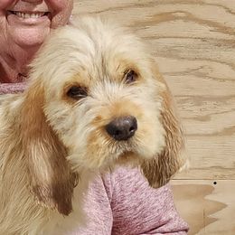 Boy 2 - Otterhound puppy from Crossroads Otterhounds