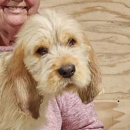 Boy 2 - Otterhound puppy from Crossroads Otterhounds