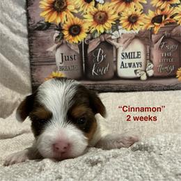 Cinnamon - Parti female Yorkshire Terrier puppy in Forest, Virginia from Majestic Touch Kennels and Pet Services