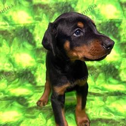 Tan - Black and rust male Doberman Pinscher puppy in Louisville, Kentucky from Ruiz Dobermans