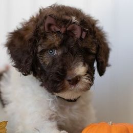 Cavapoos and Maltipoos from North Texas Puppies