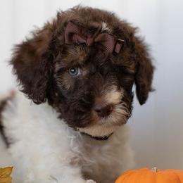 Cavapoos and Maltipoos from North Texas Puppies