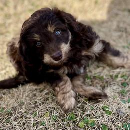 Ryder - Red tri-color male Aussiedoodle puppy in Liberty, Texas from Poodles and Doodles Most Excellent Adventures