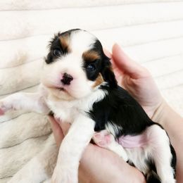 Basil - Tri-color male Cavalier King Charles Spaniel puppy in Wilburton, Oklahoma from My Kids Kennel