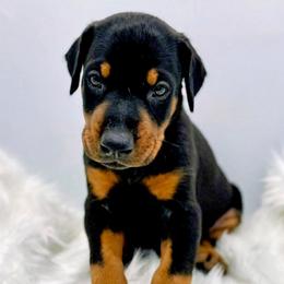 Girl 3 - Black and rust female Doberman Pinscher puppy in Medina, Tennessee from Valorosa Doberman Kennel