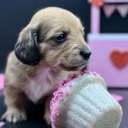 Rose AKC Limited - Sable female Dachshund puppy in Bartlesville, Oklahoma from OkieDokieDox