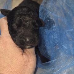 AKC Bear - Black male Bouvier des Flandres puppy in Marionville, Missouri from Sandbox Puppies