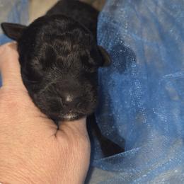 AKC Bear - Black male Bouvier des Flandres puppy in Marionville, Missouri from Sandbox Puppies