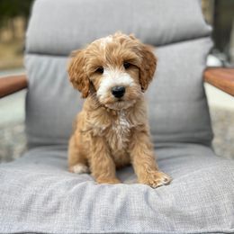 Cletus - Apricot male Goldendoodle puppy in Eugene, Oregon from Dbos Furry Friends
