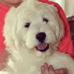 Cavapoos and Goldendoodles from Del-Frunessa’s English Goldendoodles
