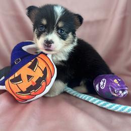 Cookie - Black and tan female Pembroke Welsh Corgi puppy in Saint George, South Carolina from Carolina cotton candy corgis