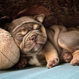 Bulldog and French Bulldog Puppies from JuneBug Bullies