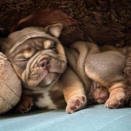 Bulldog and French Bulldog Puppies from JuneBug Bullies