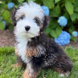 Kelly - female Australian Mountain Doodle puppy in Snohomish, Washington from Refined Doodles