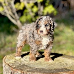 Flare - male Australian Mountain Doodle puppy in Oregon from Blue Skye Doodles
