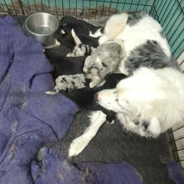 Australian Shepherd and Great Dane Puppies from AEW Farm