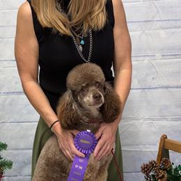 Aussiedoodles and Poodles from The Douglas Dudes