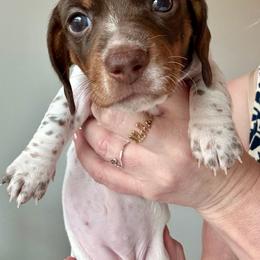 Prada - Piebald female Dachshund puppy in Corona, Ca Hemet, Ca, California from Over The Moon Dachshunds and Doodles